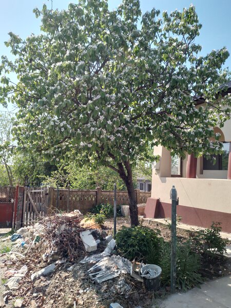 Giurgiu, Comana, Vlad Tepes